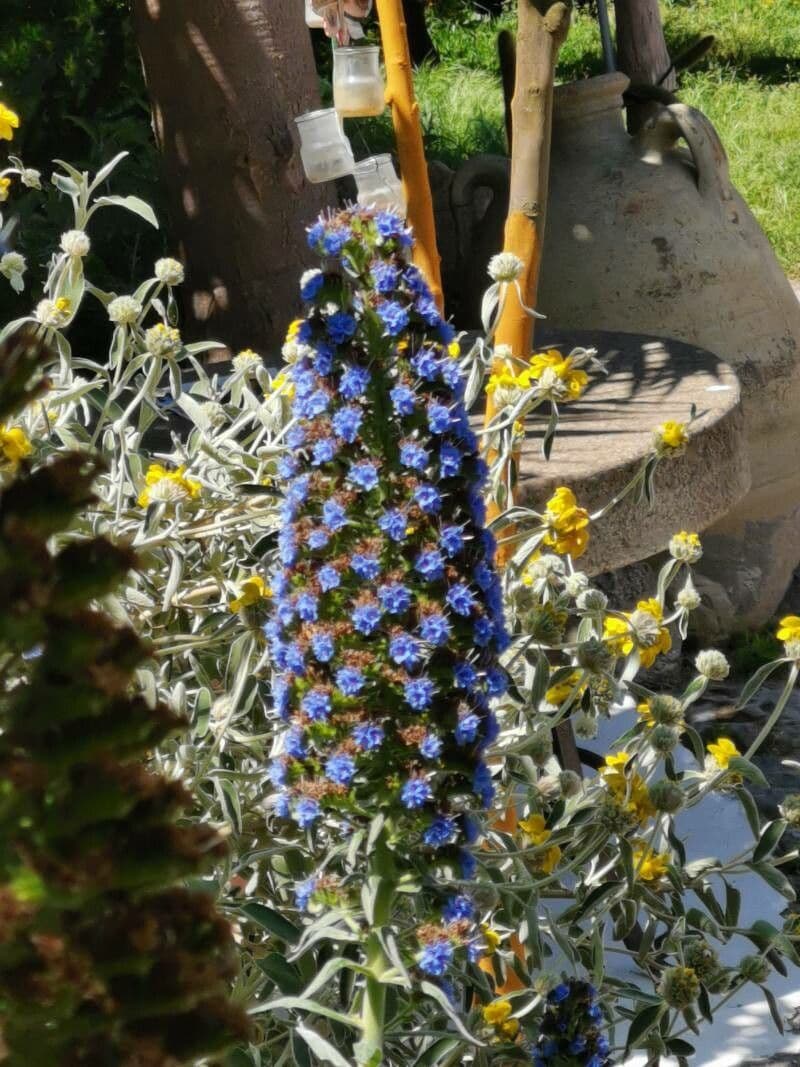 Echium di Madeira 24
