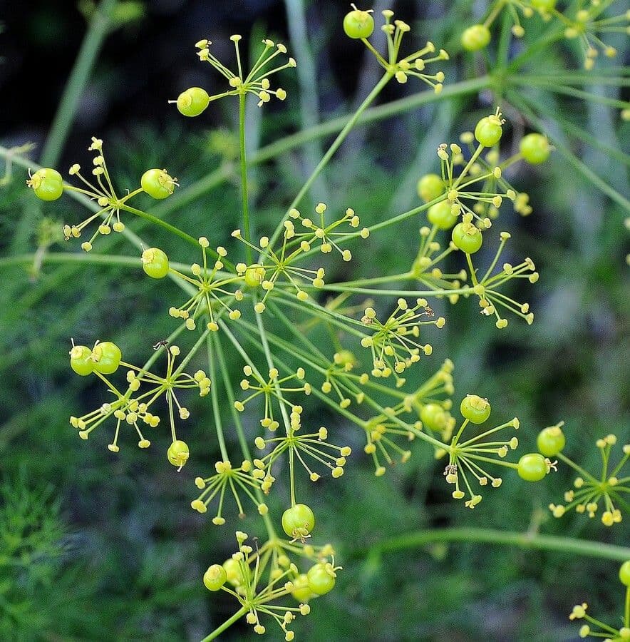 Peucedano 7