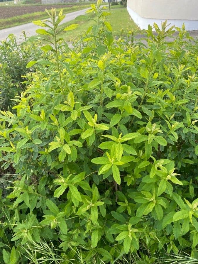 Spirea bianca 19