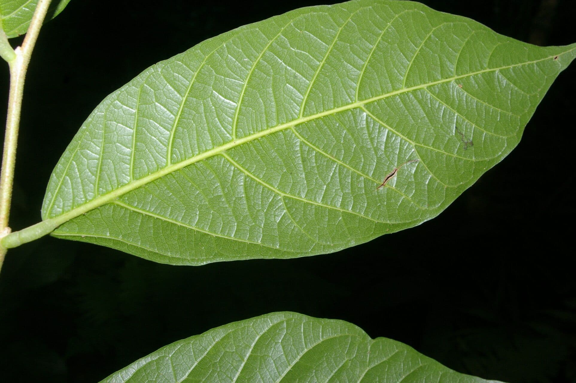 Desmopsis 7