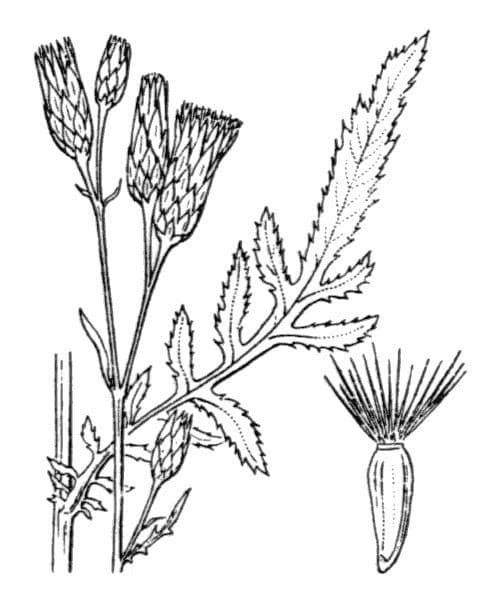 Serratula comune 26
