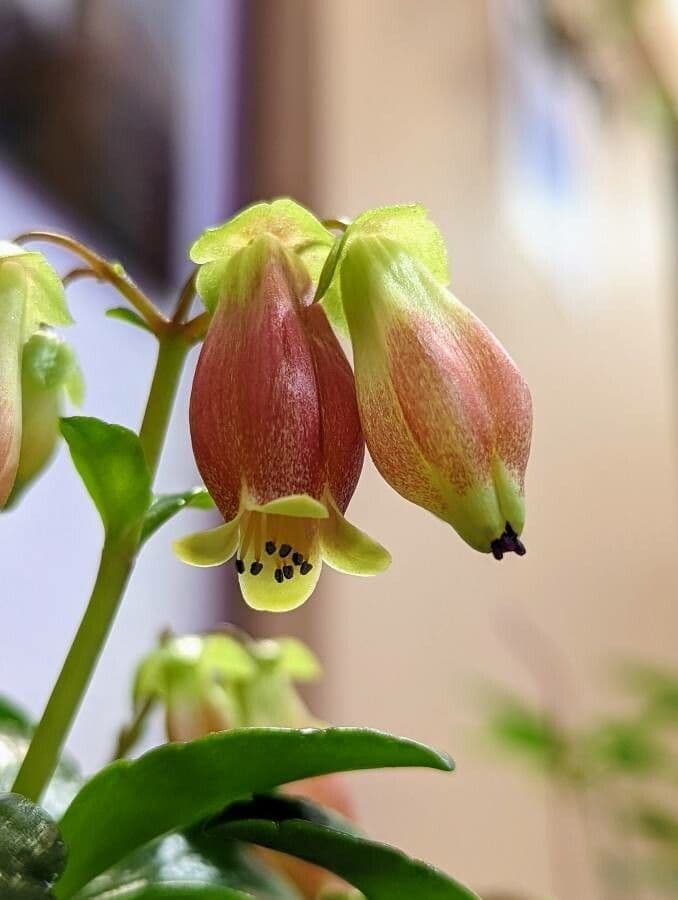 Kalanchoe 5