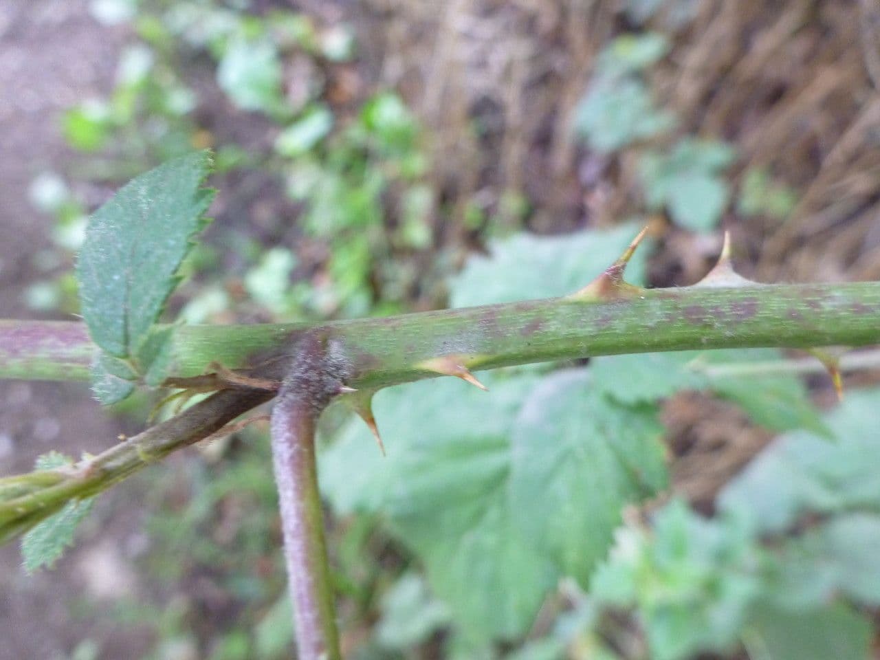 Rovo imbricato 20