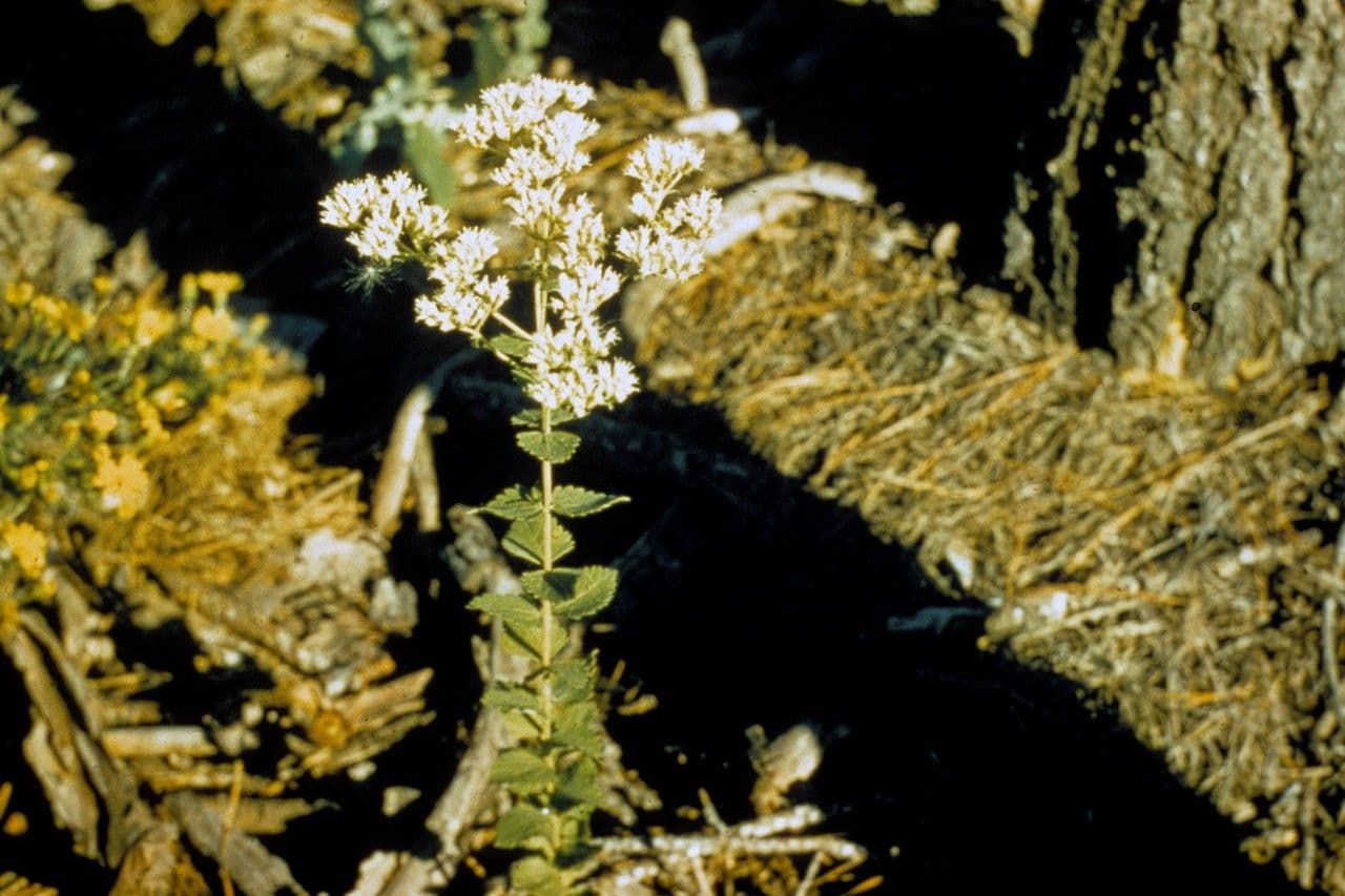 Kugelköpfiges Wasserdost 6