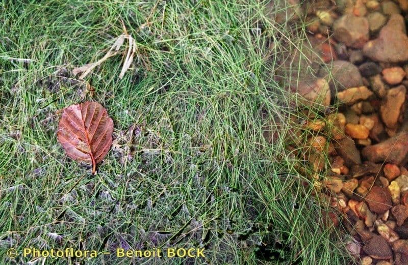 Potamogeton rutilus