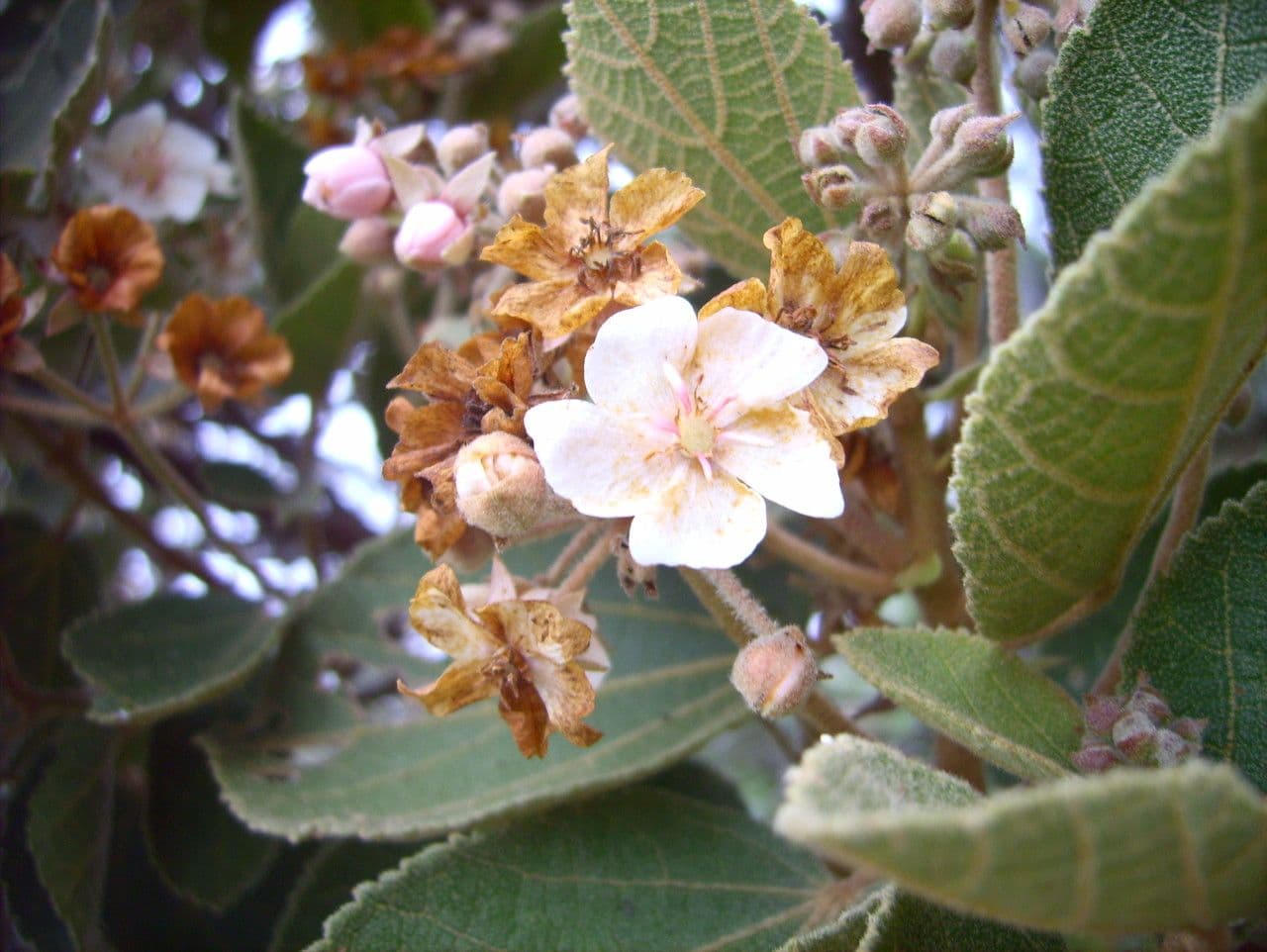 Feigenblättrige Dombeya 4