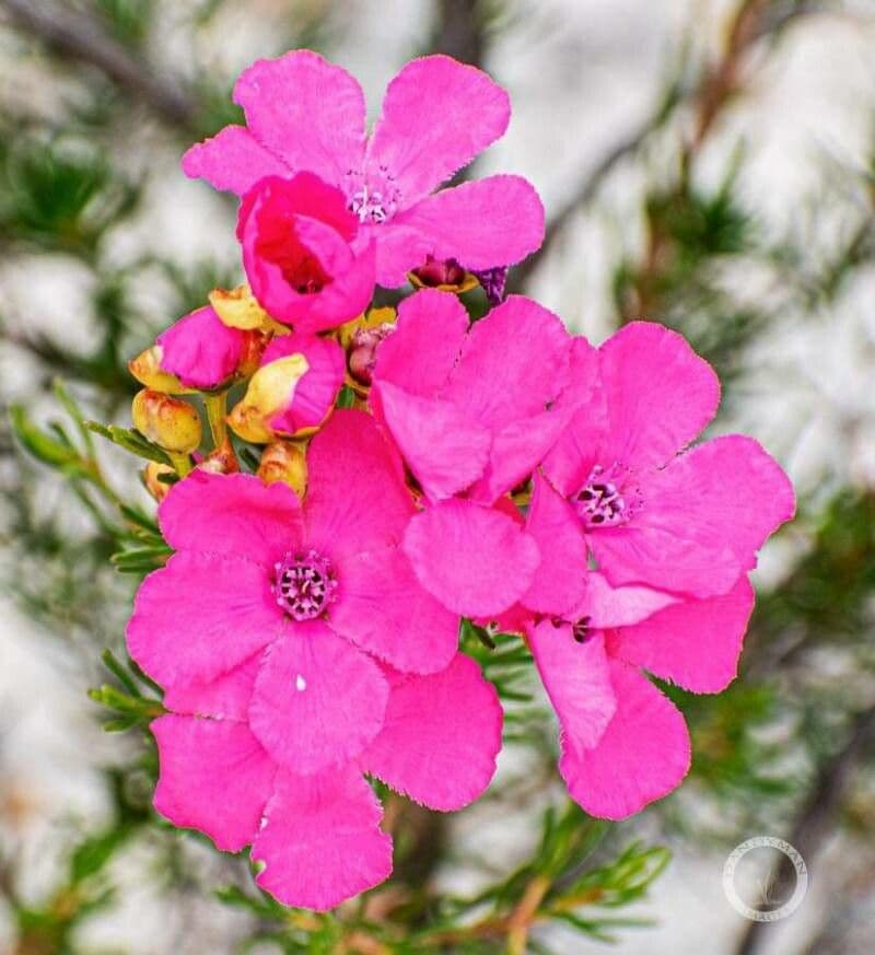 Pileanthus 4