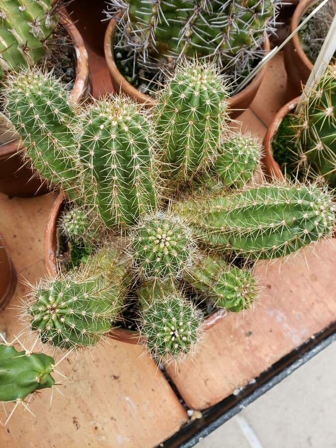 Echinocereus