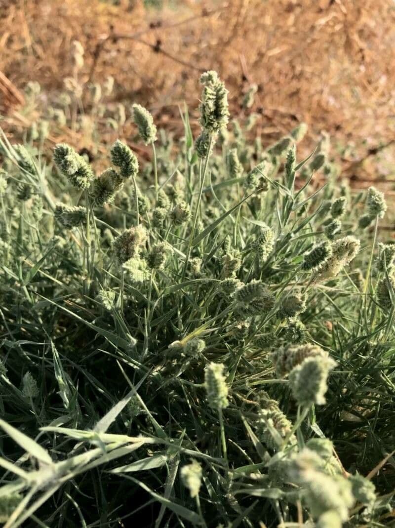 Aeluropus lagopoides 10