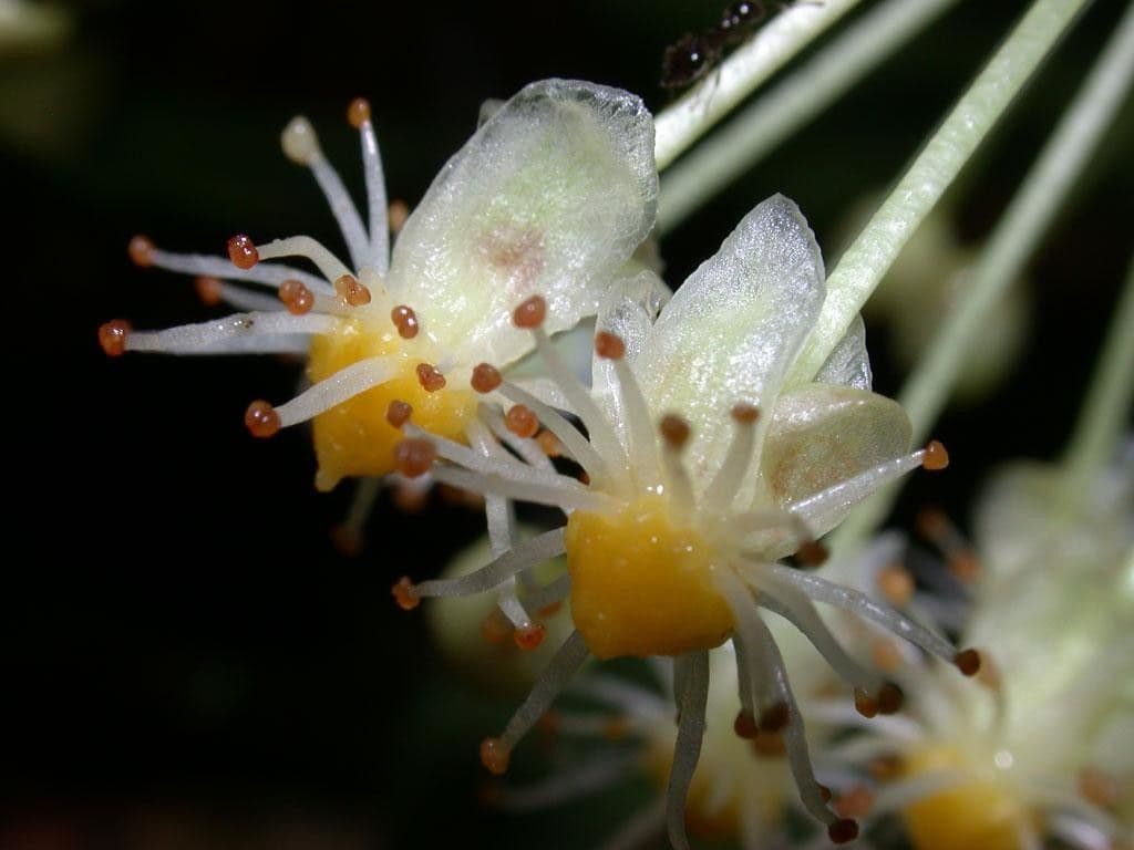 Garcinia 6