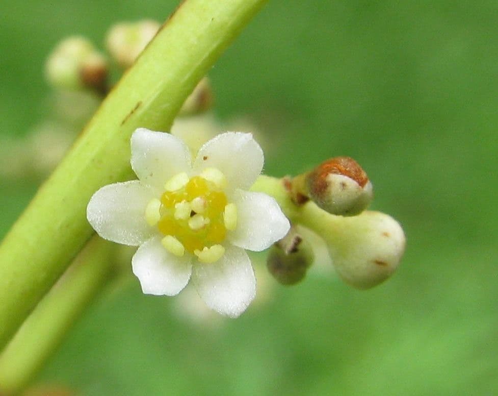 Ocotea 8