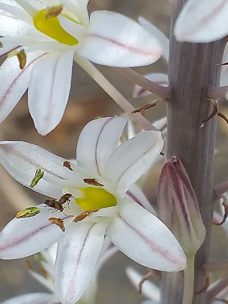 Scilla marittima 22