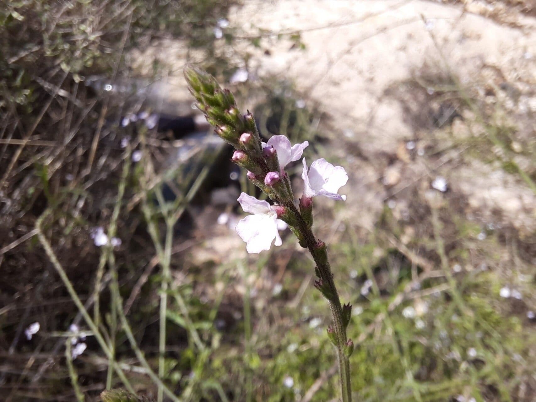 Verbena litorale 5