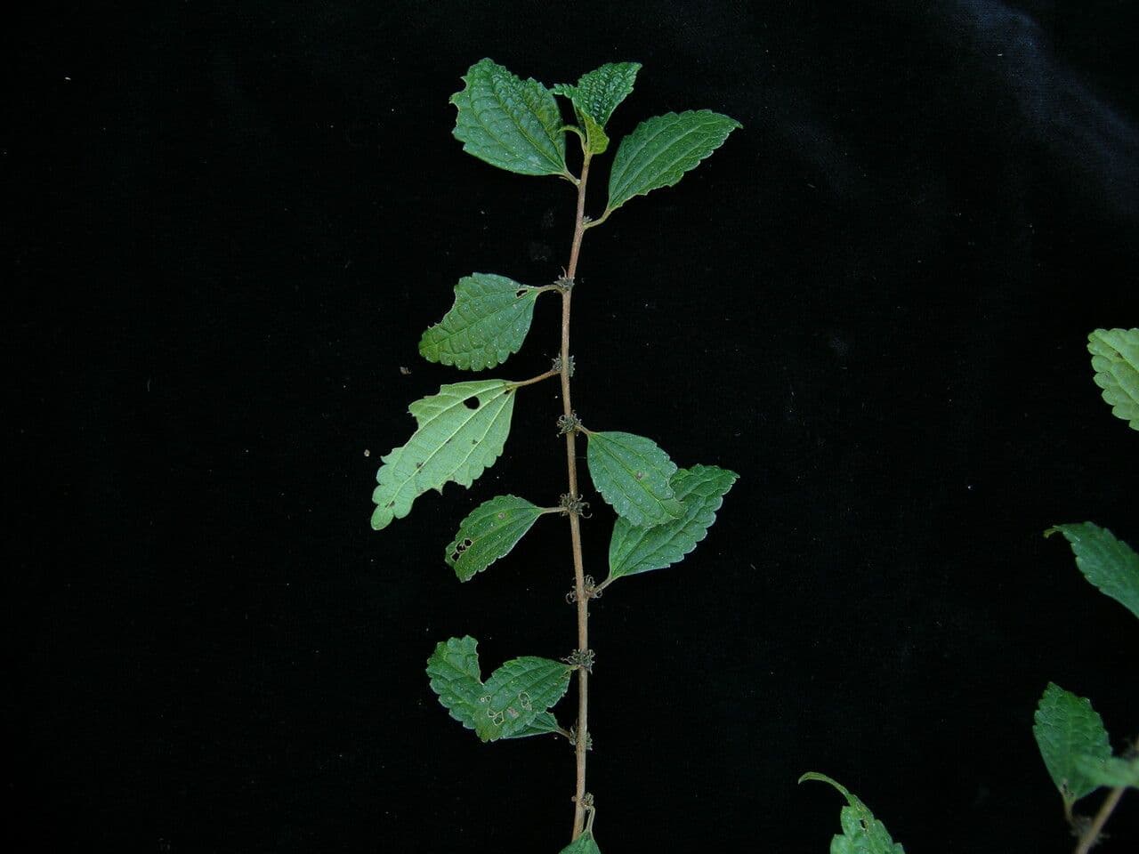 Pouzolzia 2