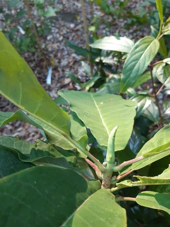 Magnolia obovata 12