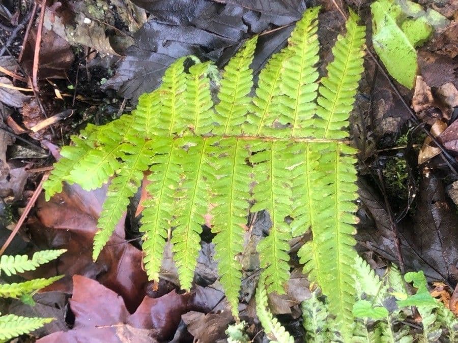Woodsia obtusa 4