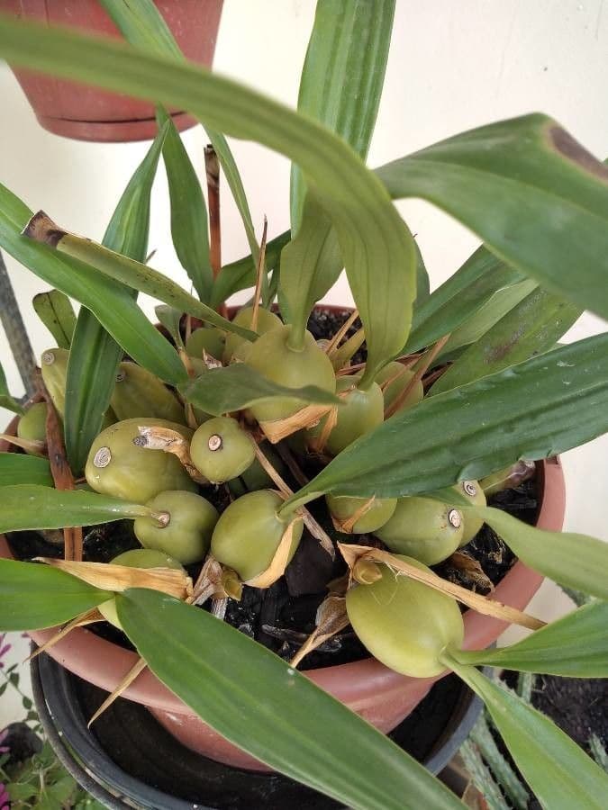 Orchidée queue de chat 12