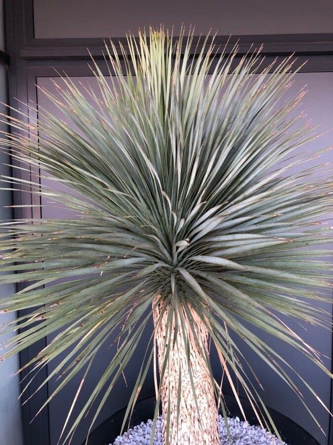Yucca rostrata 14