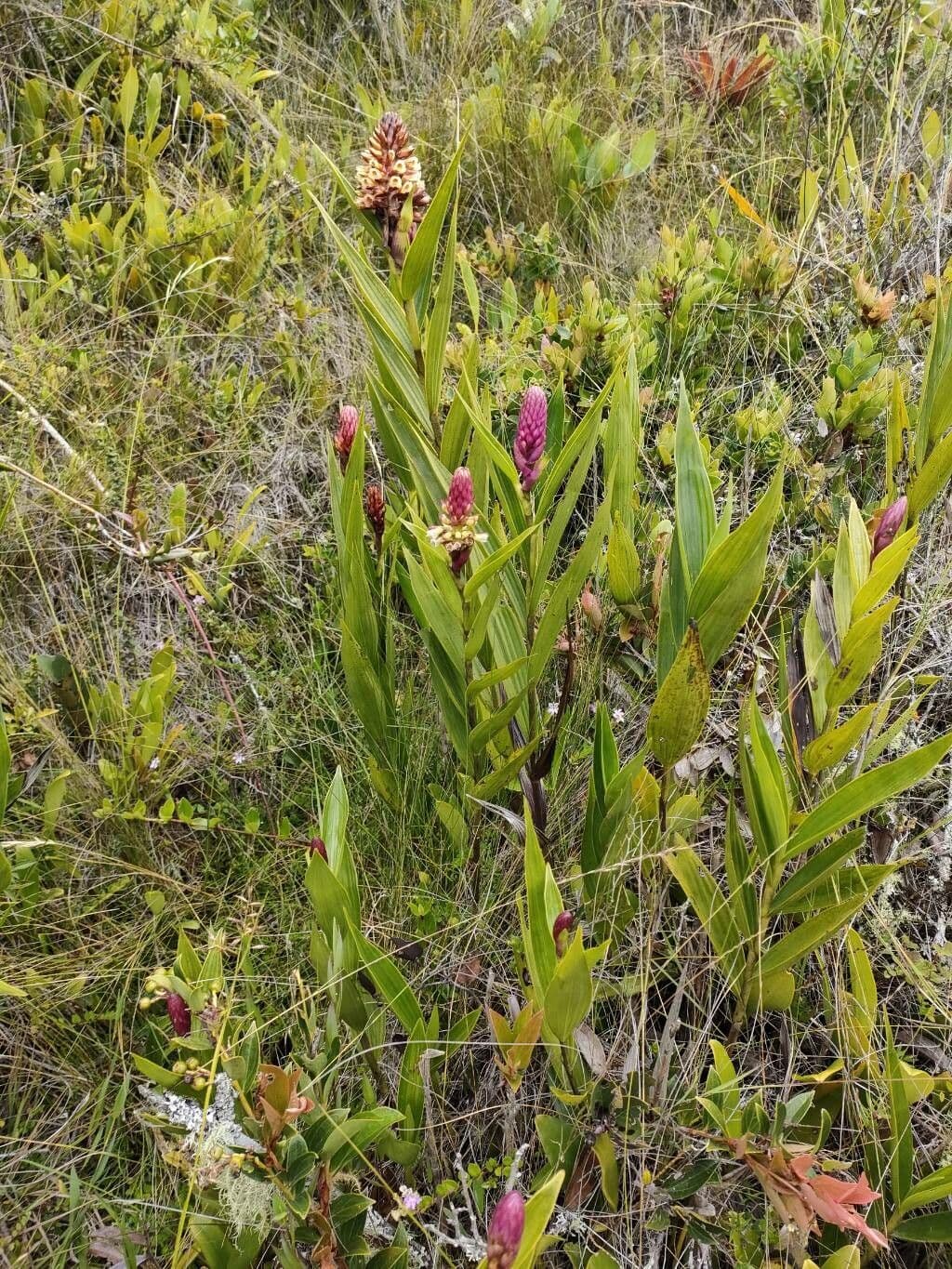 Elleanthus 3