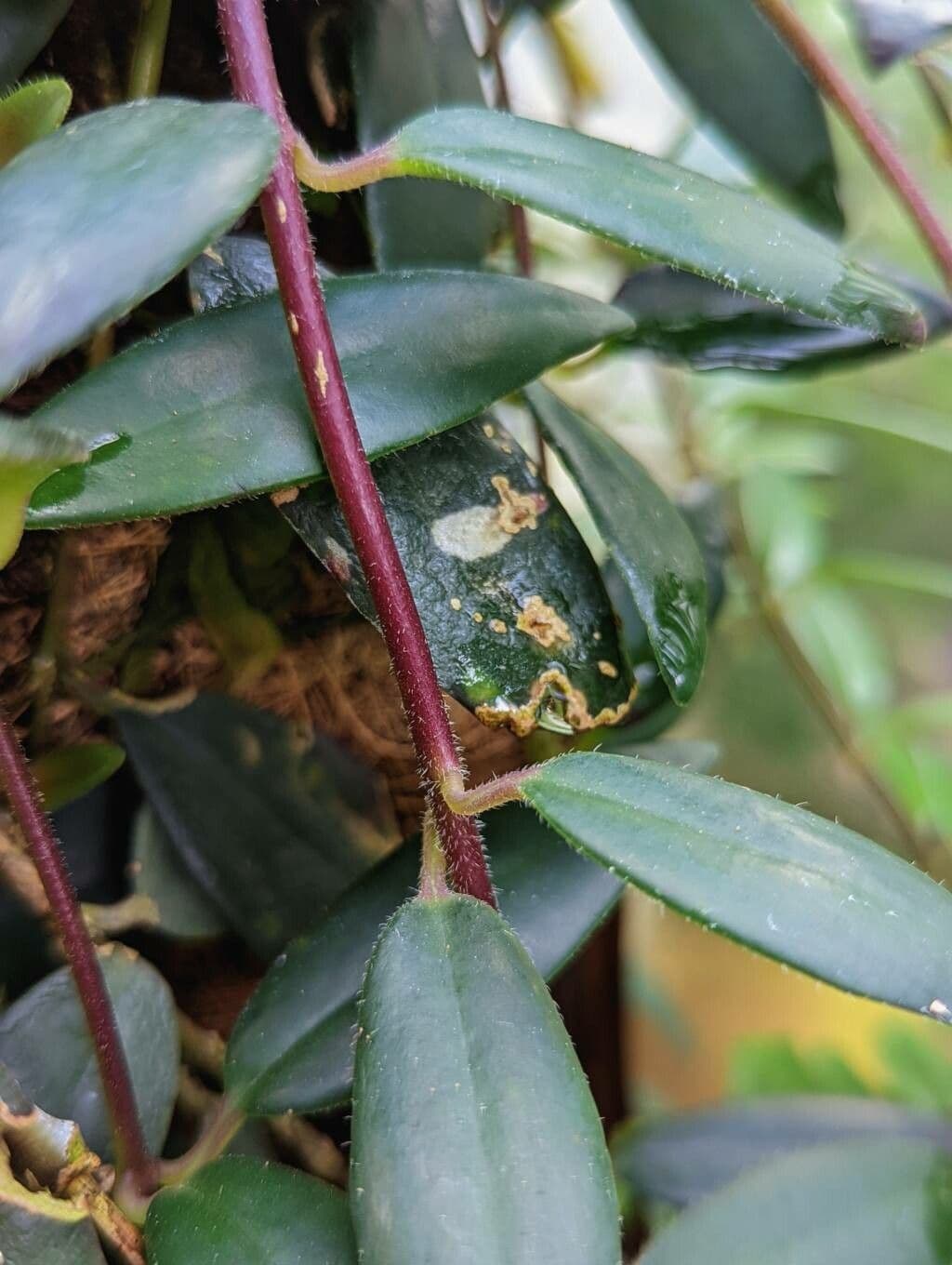 Aeschynanthus 7
