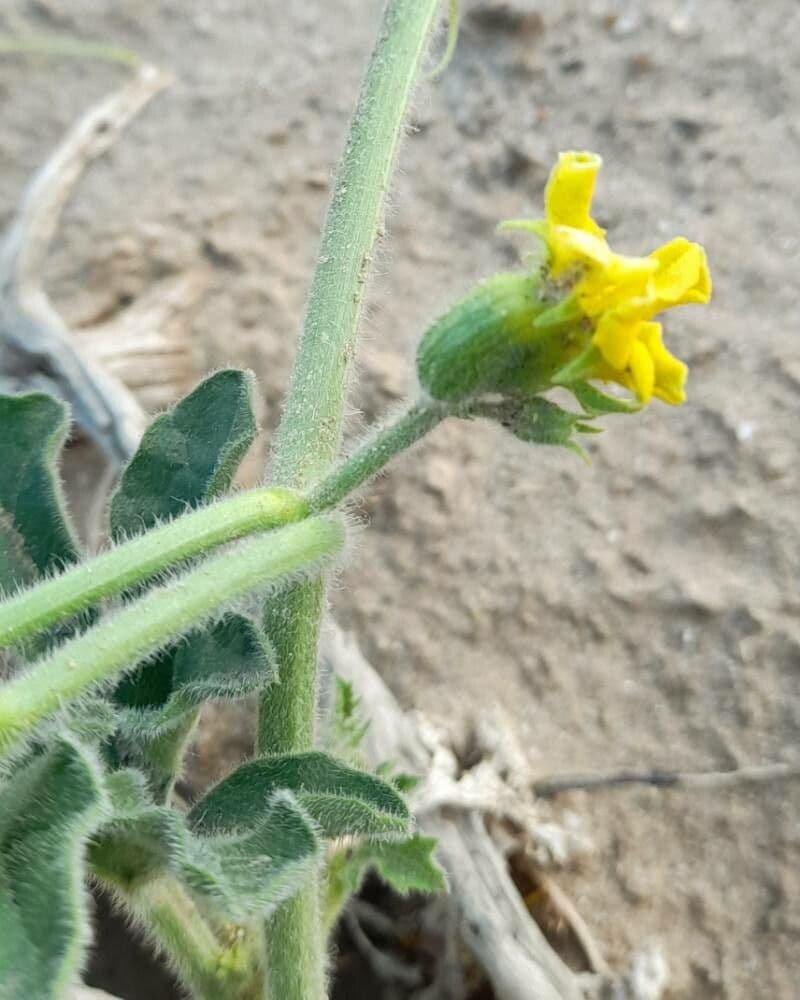 Cucurbitella 2