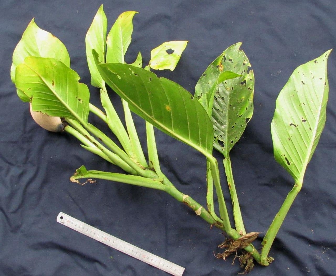 Monstera 13
