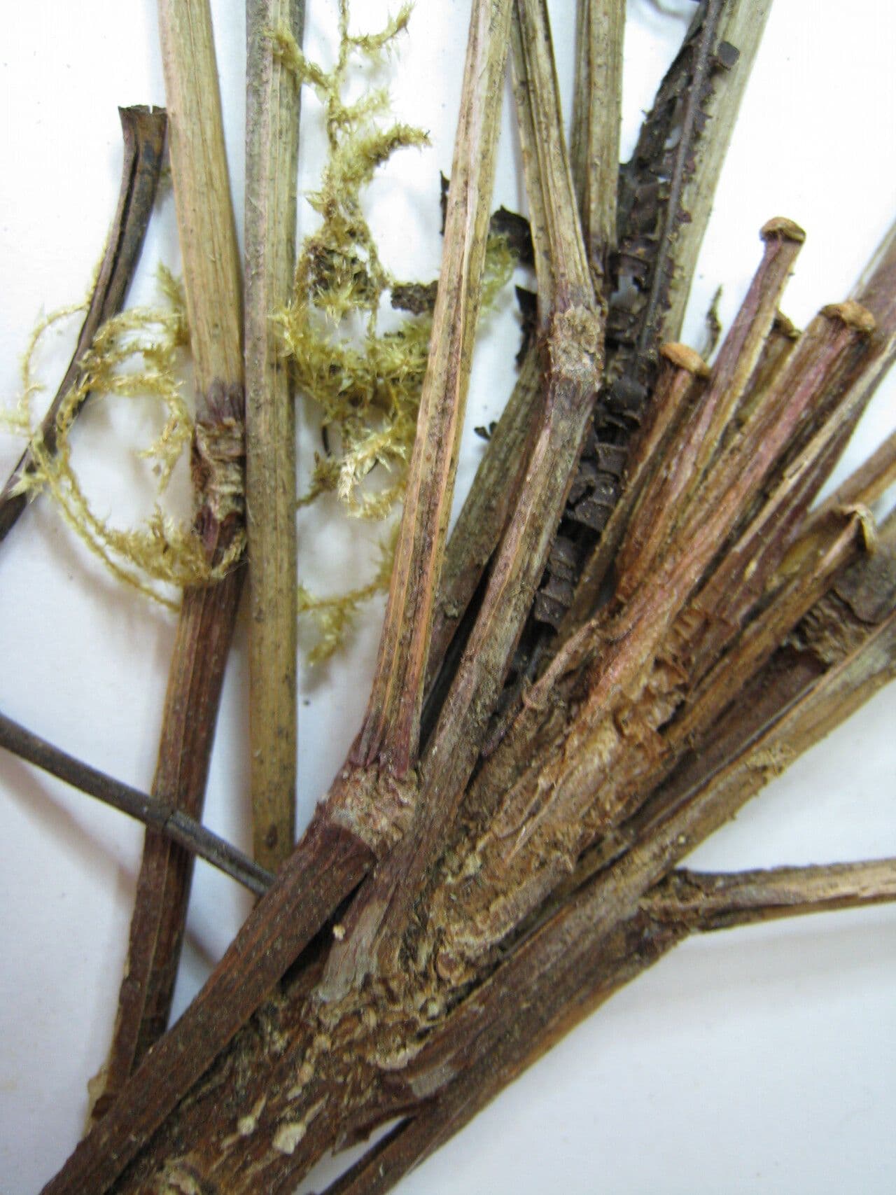 Erythrochiton 4