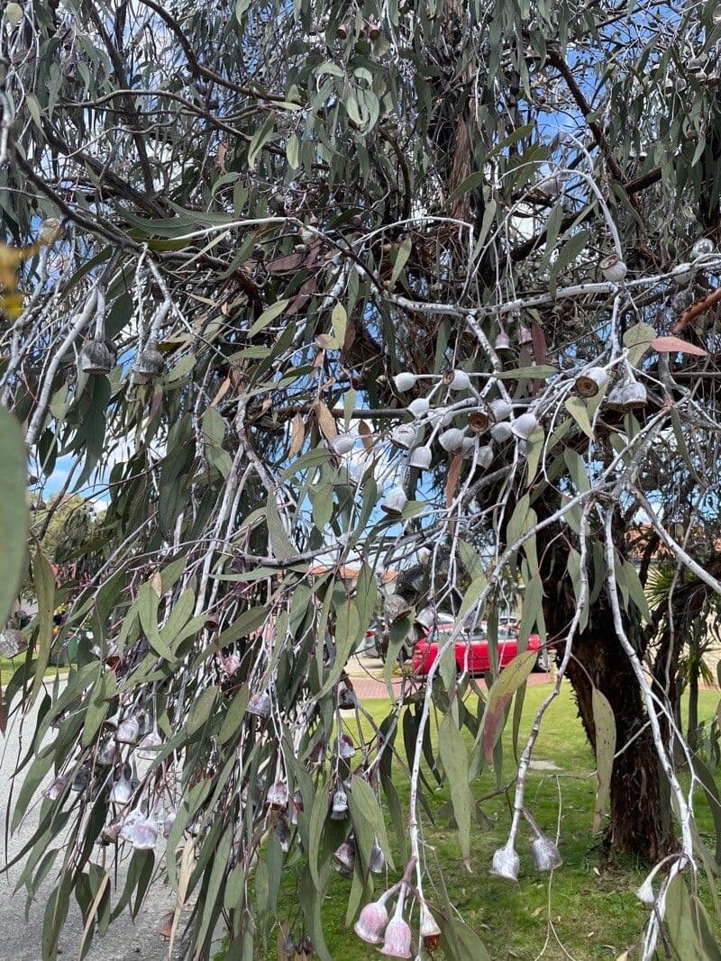 Silberprinzessin-Eukalyptus 14