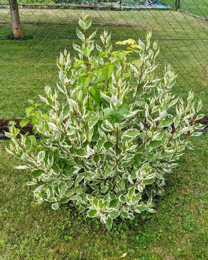 Cornejo blanco 11