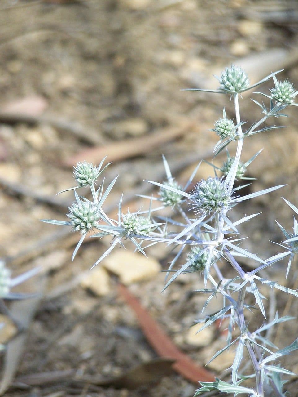 Panicaut à trois pointes 3
