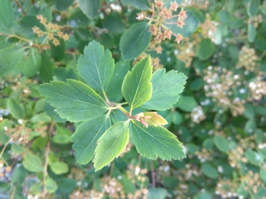 Spirea trilobata 20