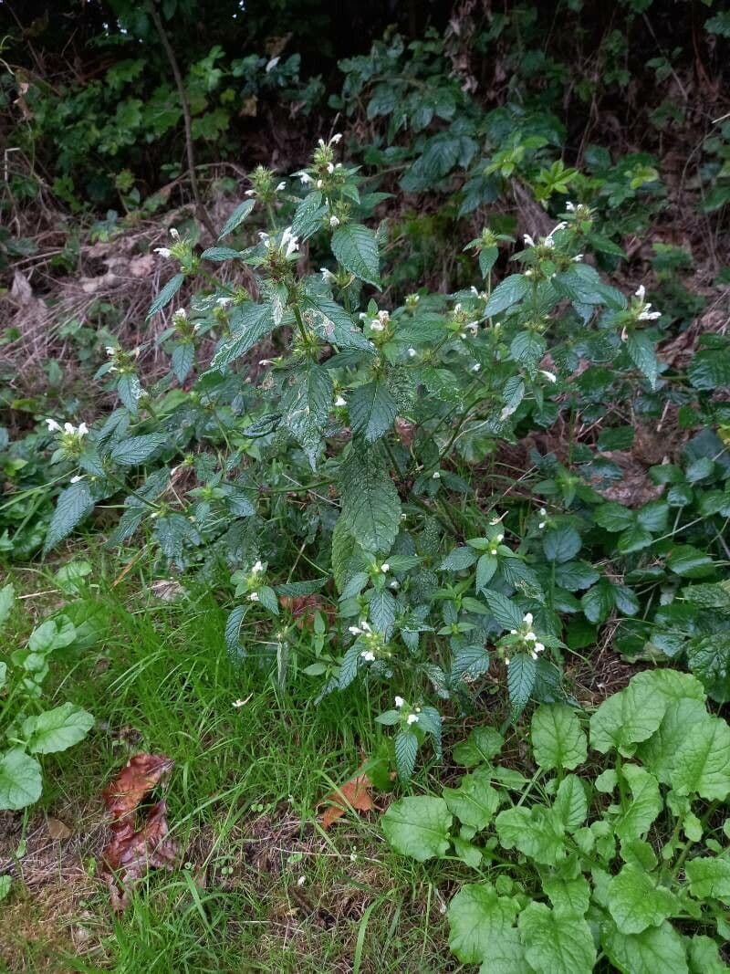 Canapa selvatica 14