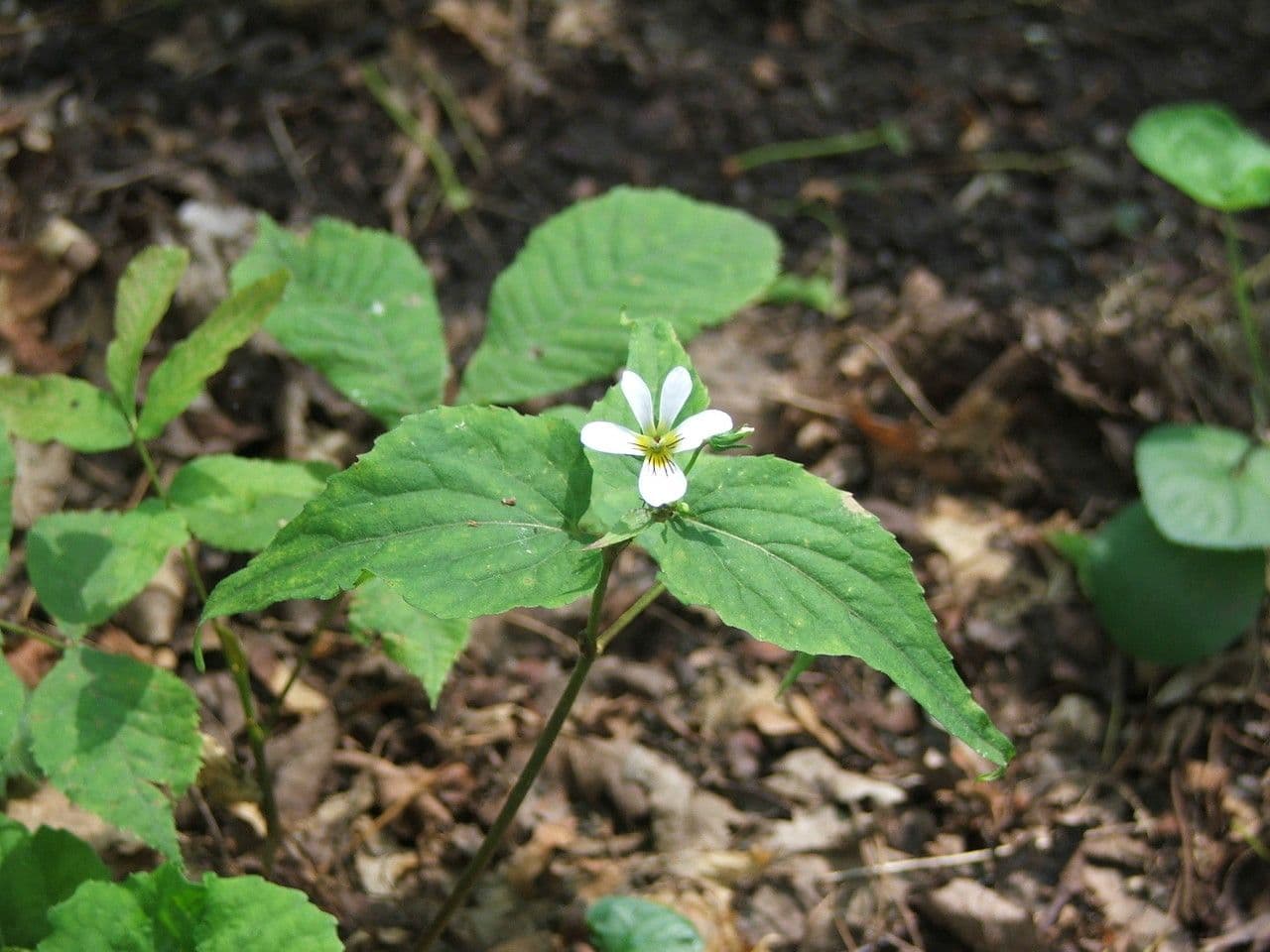 Viola del Canada 9