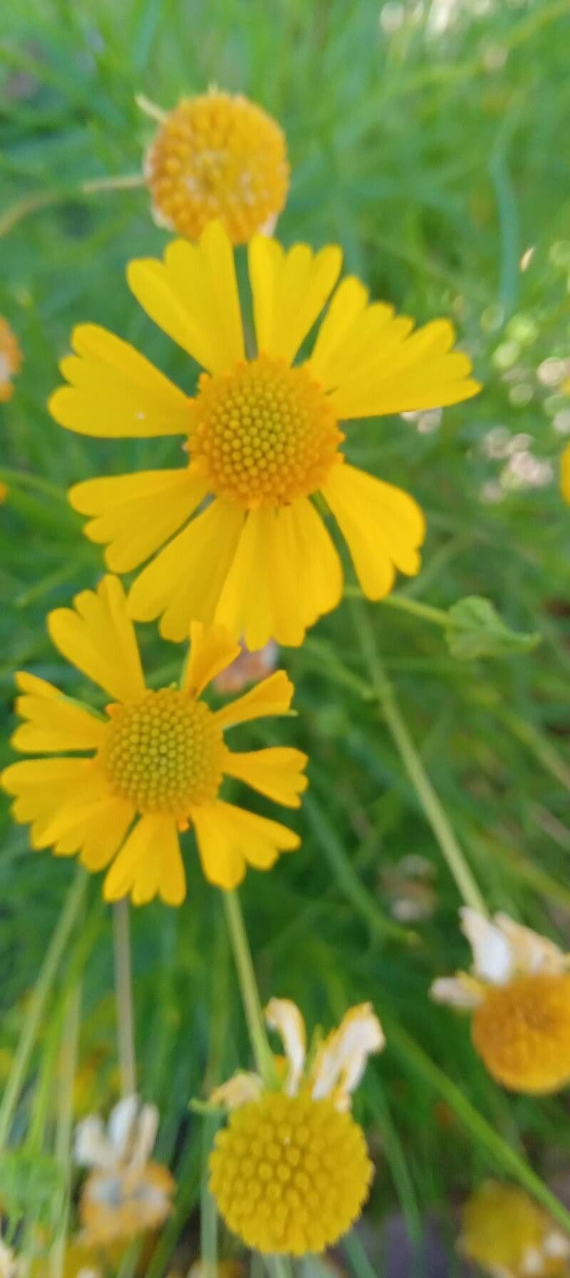 Thymophylla 3