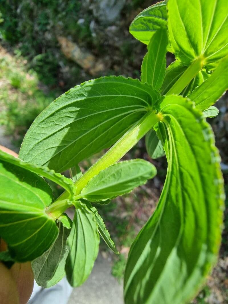Iperico ondulato 8