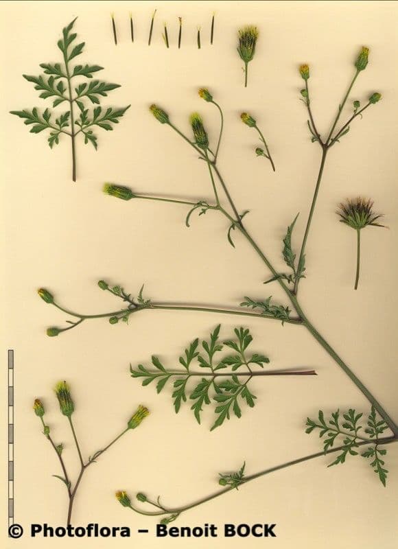 Bidens bipinnata 26