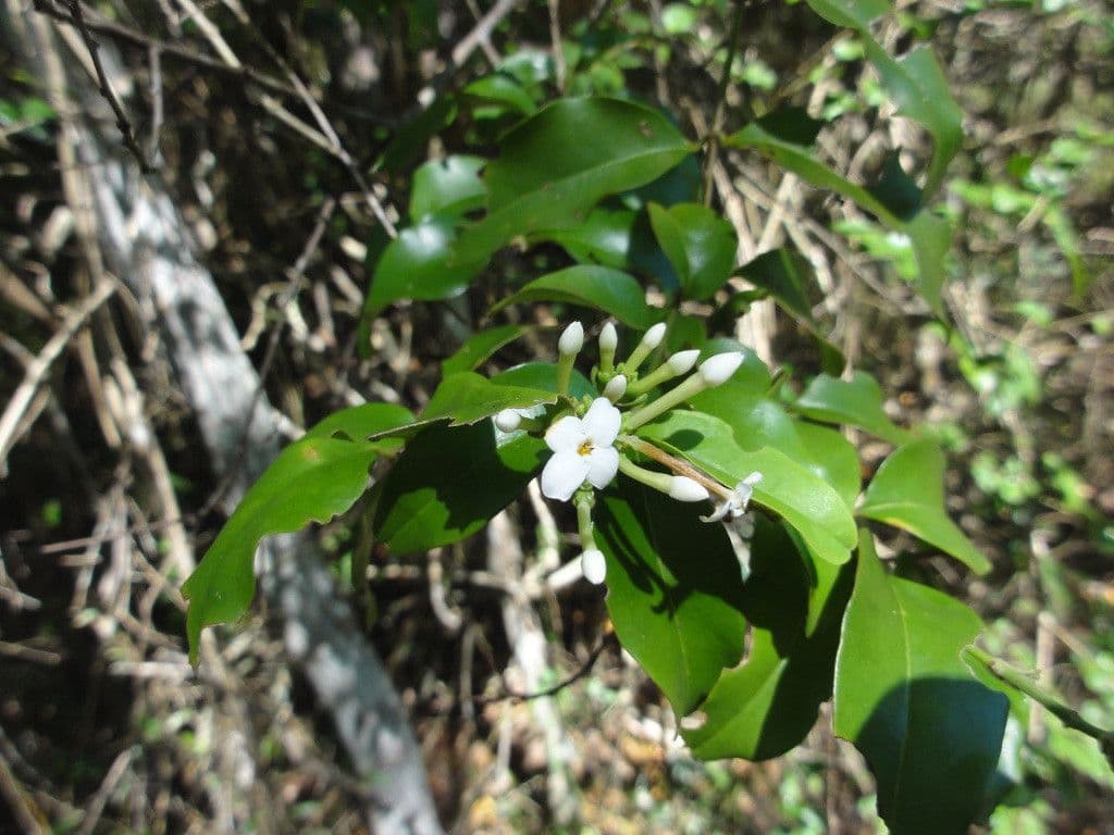 Jasmin 3