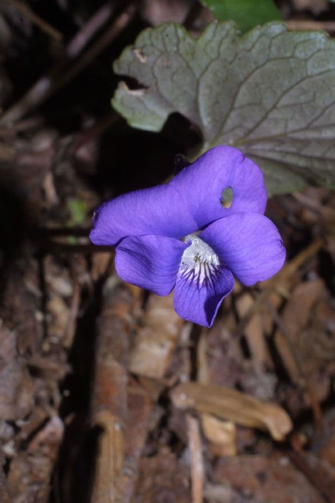 Viola precoce blu 3