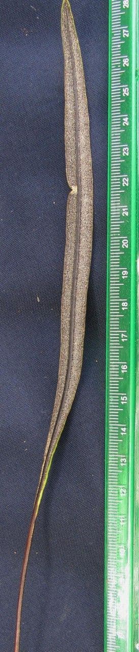 Elaphoglossum 8