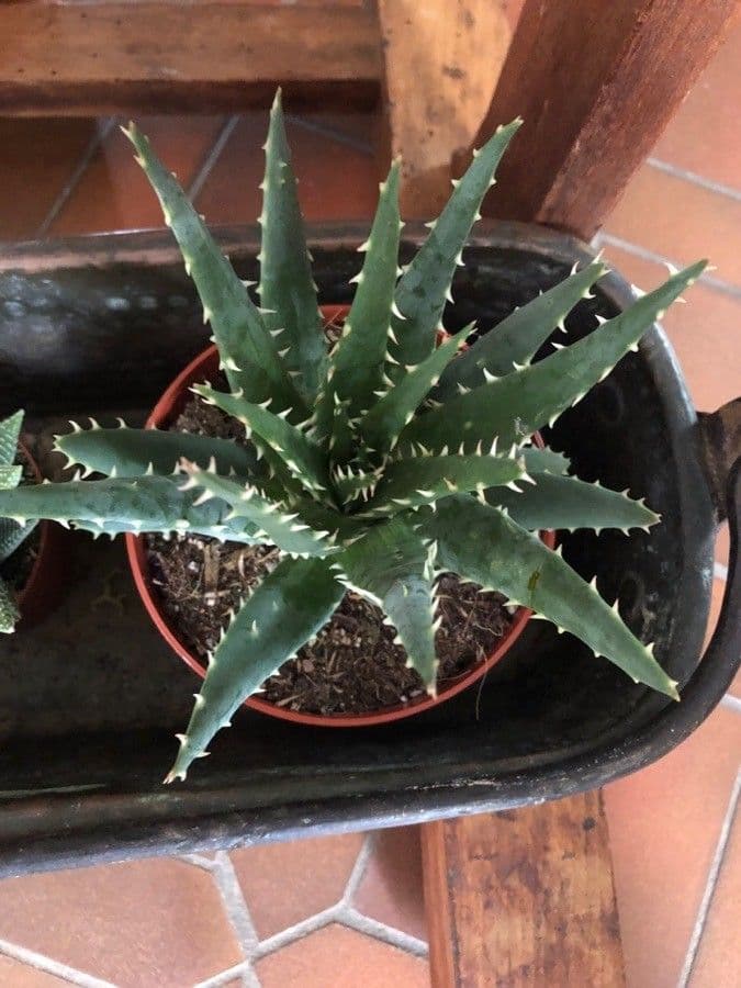 Aloe 6