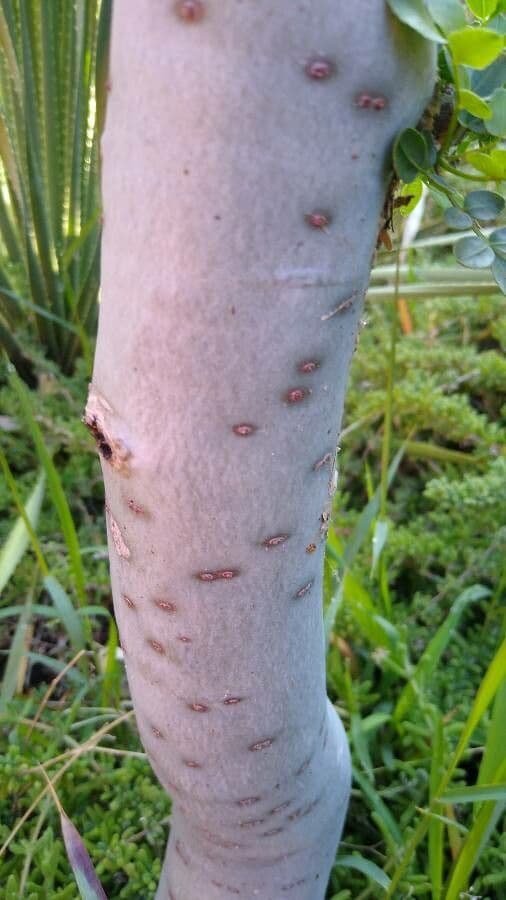 Bursera profumata 13
