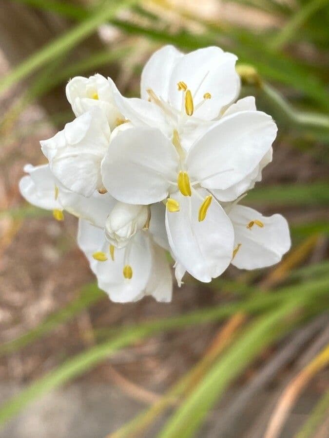 Libertia 2