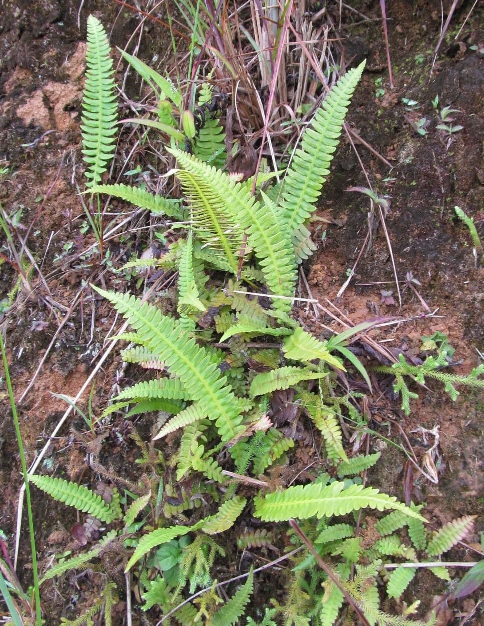 Blechnum polypodioides 2