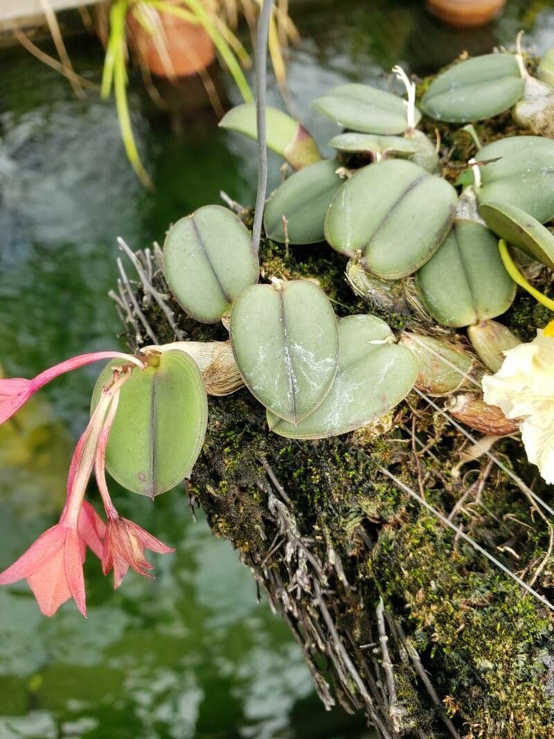 Cattleya 6