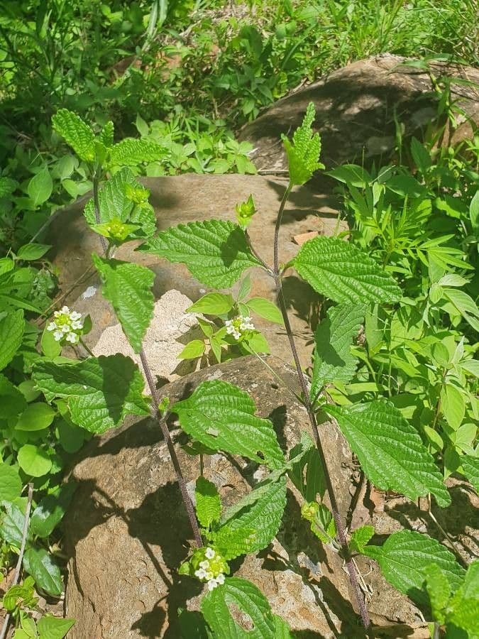 Lippia de Java 13