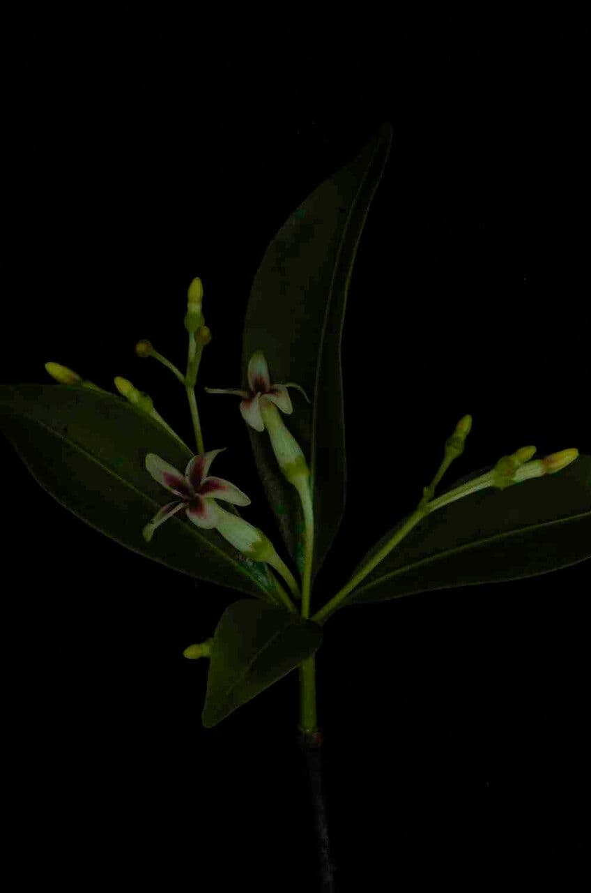 Rauvolfia 5