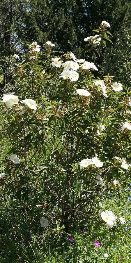 Cistus
