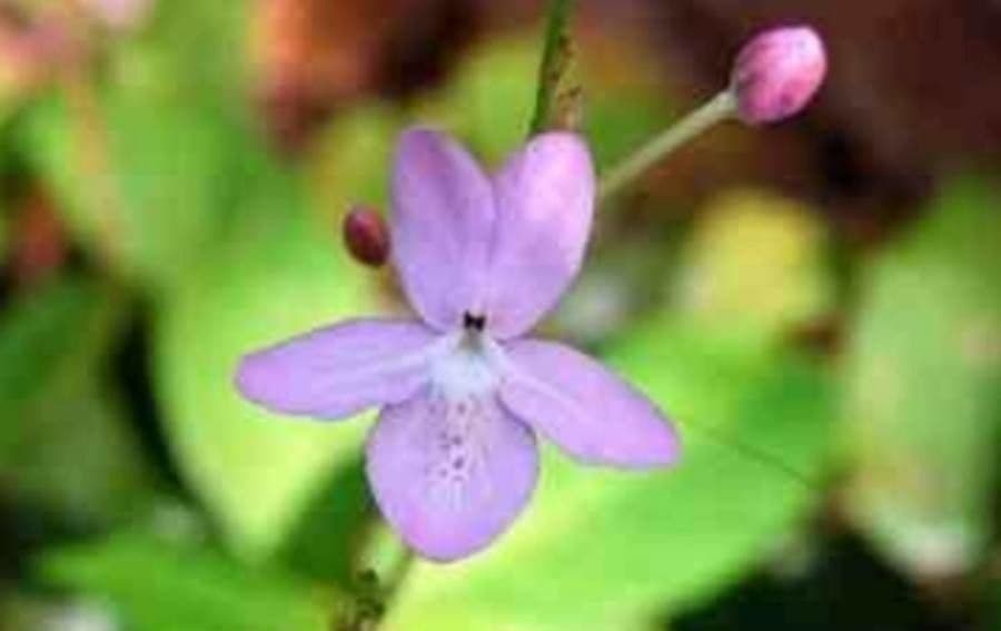 Pseuderanthemum