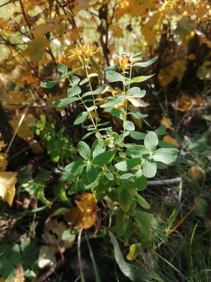 Millepertuis maculé 13