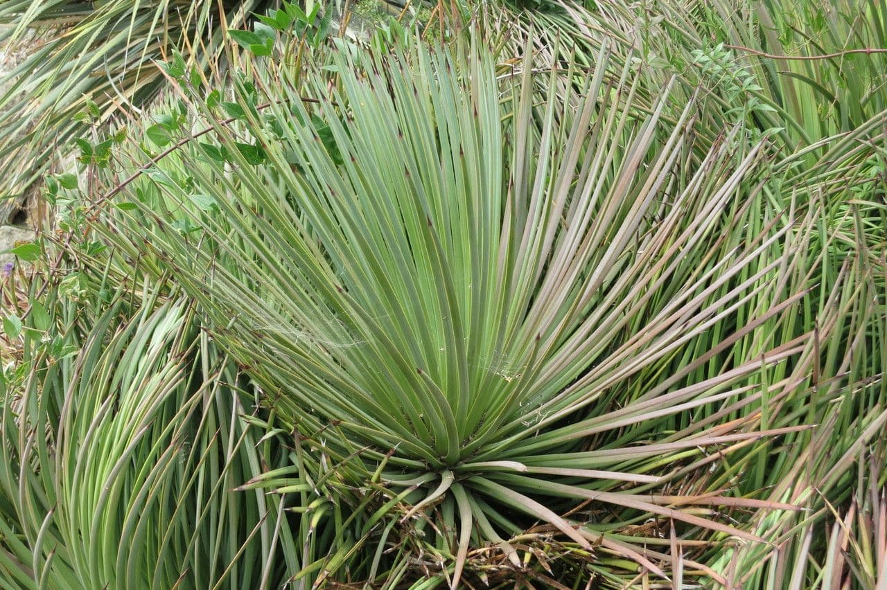 Agave 2
